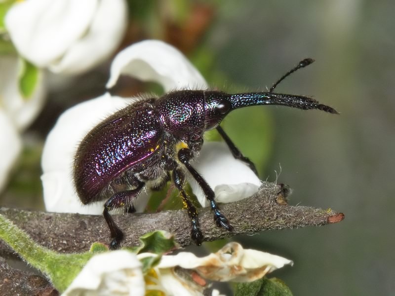 Rhynchites (Rhynchites) bacchus (Linnaeus, 1758)